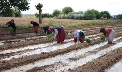 Tescilli Birecik Patlıcanda ekim zamanı