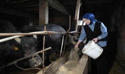 Ticari süt işletmelerince 1 milyon 15 bin 647 ton inek sütü toplandı