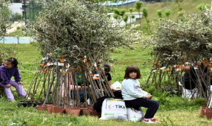TİKA’dan Arnavutluk’taki yetim ailelere zeytin fidanı ve gübre desteği