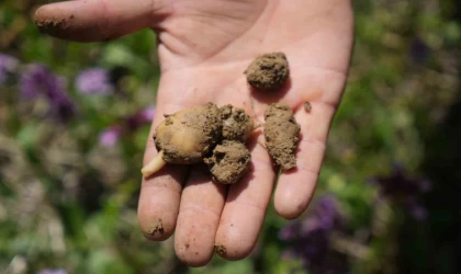 ’Topraktaki altın’ salep: Kilosu 3 bin TL, 1 dönümden 2,5 milyon TL gelir