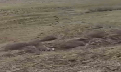 Türkiye-İran sınırında domuz sürüsü görüntülendi