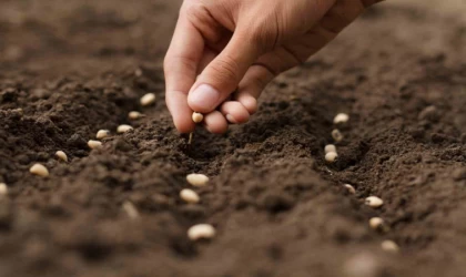 Türkiye’nin tohum ve fide üretimi arttı meyve fidanı üretimi ise 10,7 milyon azaldı