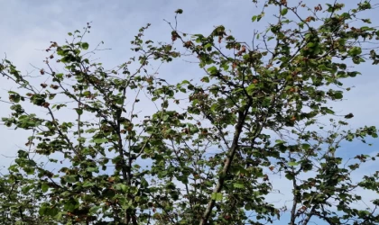 TZOB Genel Başkanı Bayraktar: ”Tarıma pozitif ayrımcılık yapmak zorundayız”