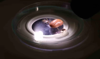 Uzmanı uyardı: ”Hayvanların üzerindeki keneler elle koparılmamalı”