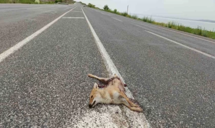 Van’da araçların çarptığı iki tilki telef oldu