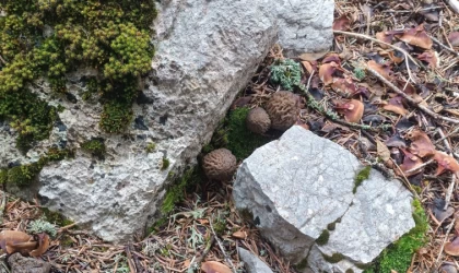 Yağışlar kuzugöbeği mantarı tutkunlarını da sevindirdi