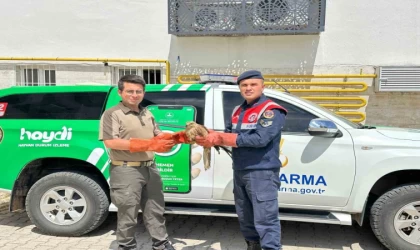 Yaralı halde bulunan Kızıl Şahin koruma altına alındı