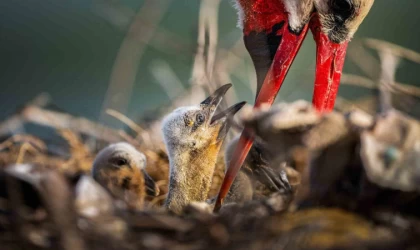 Yaren leyleğin ailesine yeni üyeler katıldı
