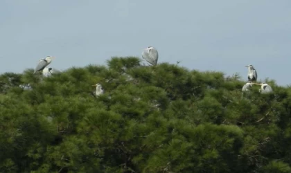 Yenipazar’a gelen gri balıkçıl kuşlar araştırma konusu oldu