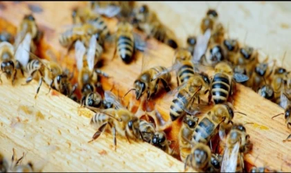 Yığılca Türkiye’ye katkı sağlıyor