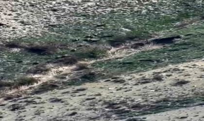 Yüksekova’da domuz sürüsü görüntülendi