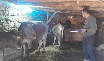 Yüksekova’da hayvanları kimliklendirme ve aşılama çalışması