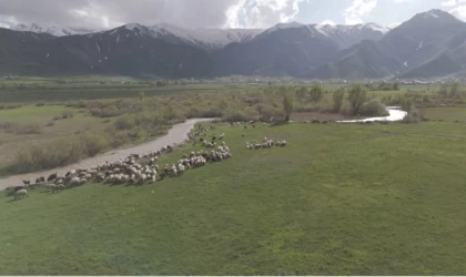 Yüksekova’da karların erimesiyle ovalar yeşile büründü