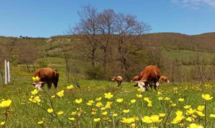 Yurt içi hayvan nakillerine yeni düzenleme