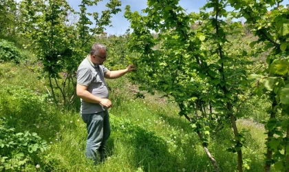 Zonguldak’ta zirai don ve hastalık kontrolleri sürüyor